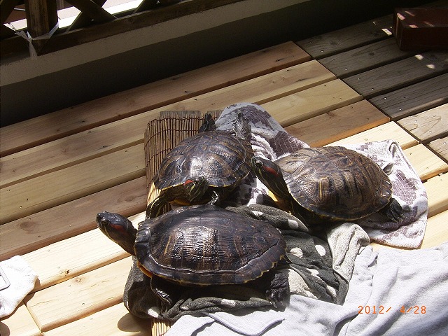 �T�o�J�����`�ʐ^�ҁi�~�h���K���̎ʐ^�j�`�Ȃ�j�v���g�o