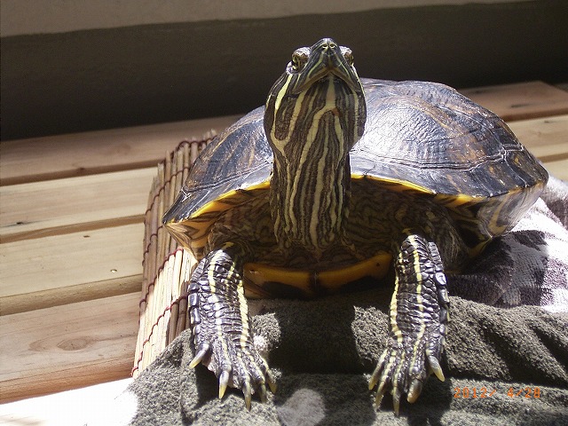 �T�o�J�����`�ʐ^�ҁi�~�h���K���̎ʐ^�j�`�Ȃ�j�v���g�o