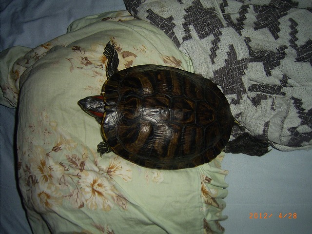 �T�o�J�����`�ʐ^�ҁi�~�h���K���̎ʐ^�j�`�Ȃ�j�v���g�o