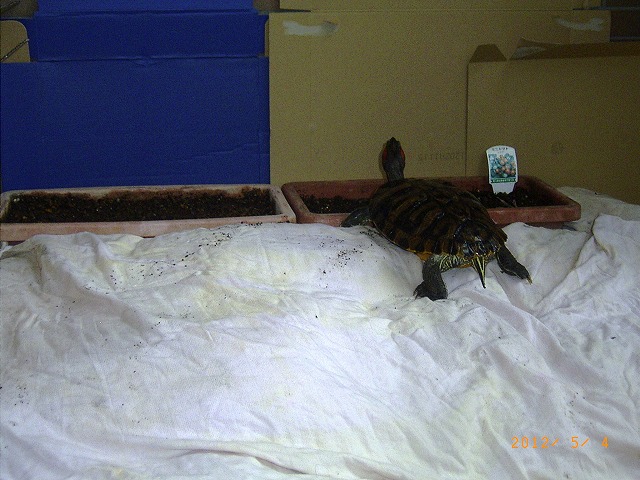 �T�o�J�����`�ʐ^�ҁi�~�h���K���̎ʐ^�j�`�Ȃ�j�v���g�o