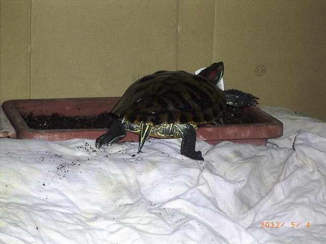 �T�o�J�����`�ʐ^�ҁi�~�h���K���̎ʐ^�j�`�Ȃ�j�v���g�o