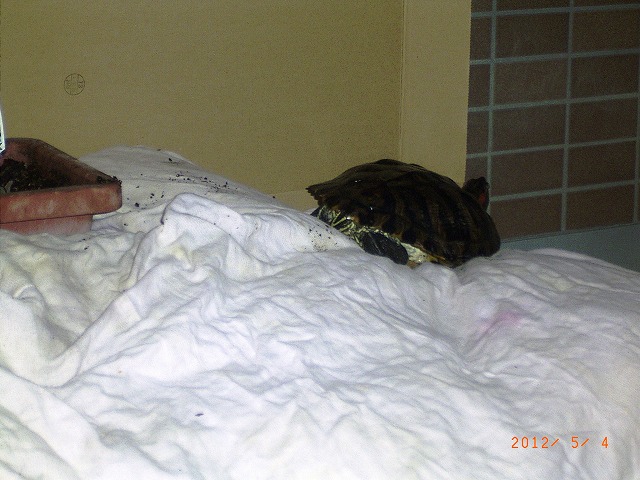 �T�o�J�����`�ʐ^�ҁi�~�h���K���̎ʐ^�j�`�Ȃ�j�v���g�o