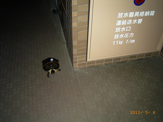 �T�o�J�����`�ʐ^�ҁi�~�h���K���̎ʐ^�j�`�Ȃ�j�v���g�o