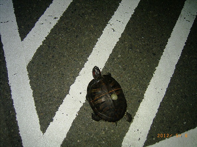 �T�o�J�����`�ʐ^�ҁi�~�h���K���̎ʐ^�j�`�Ȃ�j�v���g�o