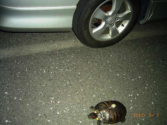 �T�o�J�����`�ʐ^�ҁi�~�h���K���̎ʐ^�j�`�Ȃ�j�v���g�o