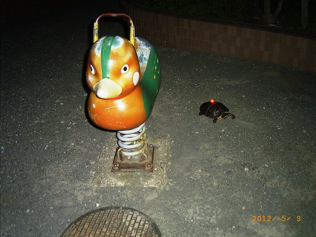 �T�o�J�����`�ʐ^�ҁi�~�h���K���̎ʐ^�j�`�Ȃ�j�v���g�o