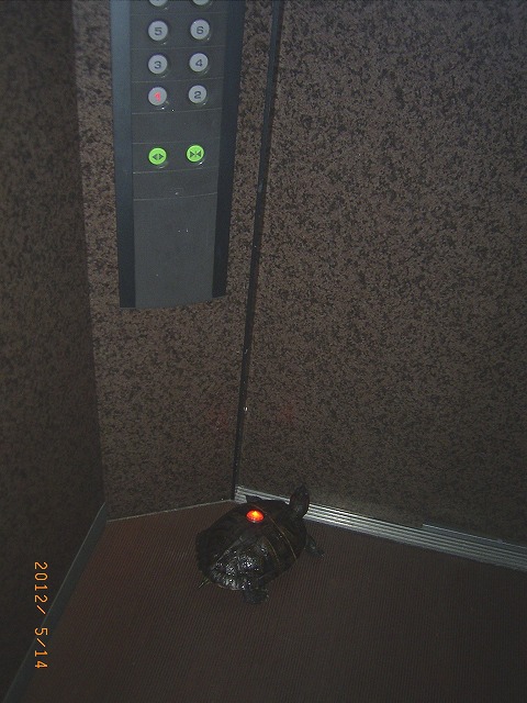 �T�o�J�����`�ʐ^�ҁi�~�h���K���̎ʐ^�j�`�Ȃ�j�v���g�o