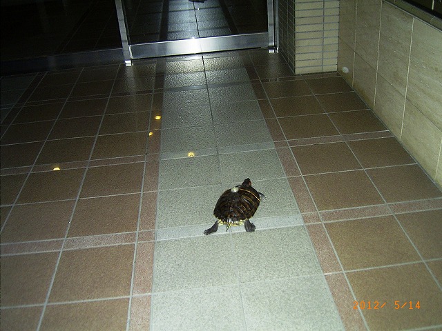 �T�o�J�����`�ʐ^�ҁi�~�h���K���̎ʐ^�j�`�Ȃ�j�v���g�o