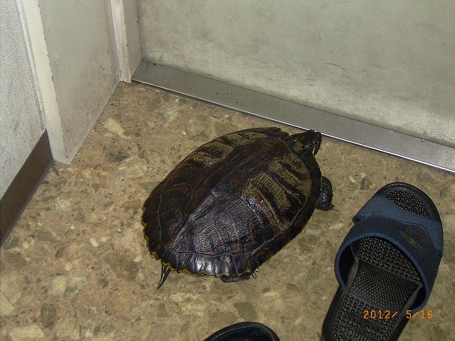 �T�o�J�����`�ʐ^�ҁi�~�h���K���̎ʐ^�j�`�Ȃ�j�v���g�o