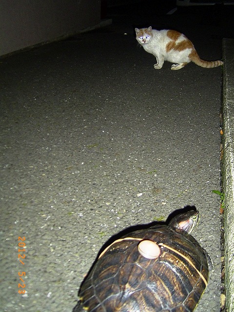 �T�o�J�����`�ʐ^�ҁi�~�h���K���̎ʐ^�j�`�Ȃ�j�v���g�o