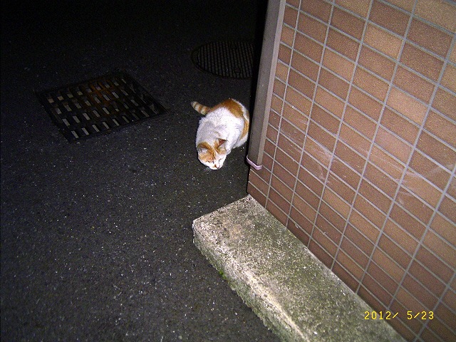 �T�o�J�����`�ʐ^�ҁi�~�h���K���̎ʐ^�j�`�Ȃ�j�v���g�o