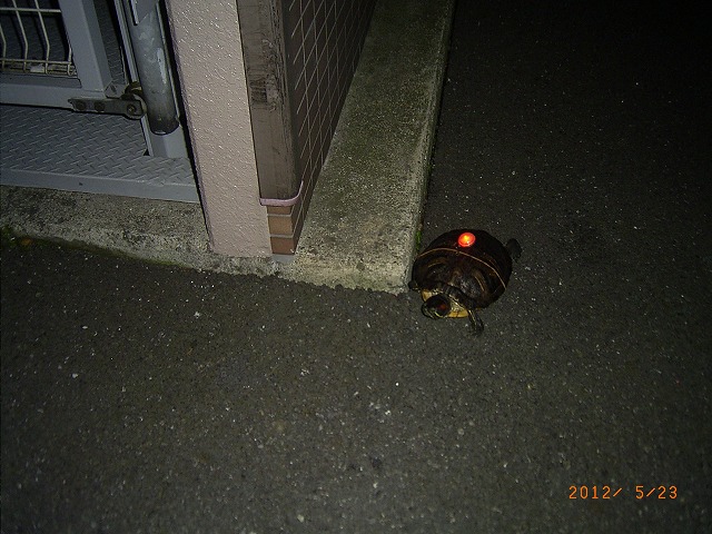 �T�o�J�����`�ʐ^�ҁi�~�h���K���̎ʐ^�j�`�Ȃ�j�v���g�o