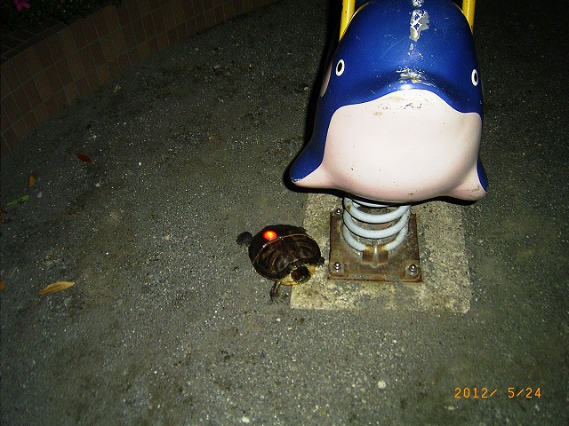 �T�o�J�����`�ʐ^�ҁi�~�h���K���̎ʐ^�j�`�Ȃ�j�v���g�o