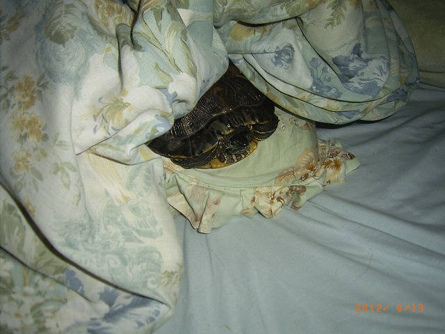 �T�o�J�����`�ʐ^�ҁi�~�h���K���̎ʐ^�j�`�Ȃ�j�v���g�o