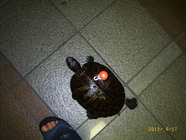 �T�o�J�����`�ʐ^�ҁi�~�h���K���̎ʐ^�j�`�Ȃ�j�v���g�o