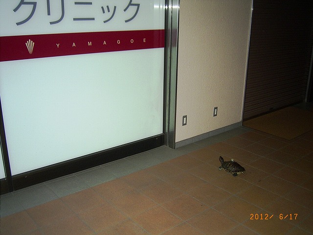 �T�o�J�����`�ʐ^�ҁi�~�h���K���̎ʐ^�j�`�Ȃ�j�v���g�o