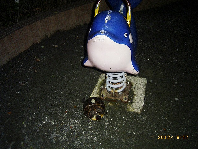 �T�o�J�����`�ʐ^�ҁi�~�h���K���̎ʐ^�j�`�Ȃ�j�v���g�o