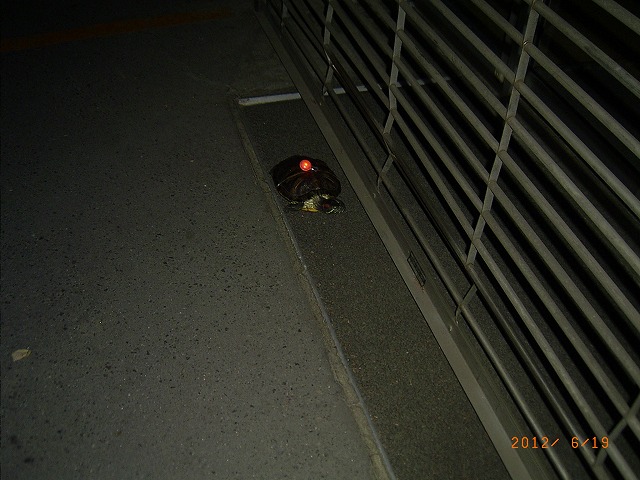 �T�o�J�����`�ʐ^�ҁi�~�h���K���̎ʐ^�j�`�Ȃ�j�v���g�o