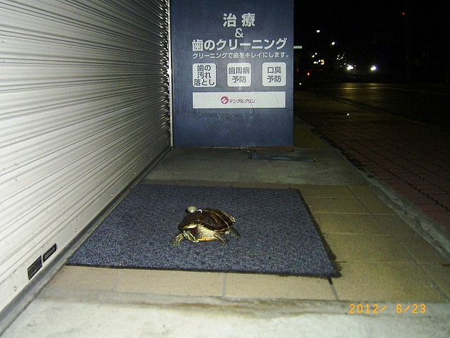 �T�o�J�����`�ʐ^�ҁi�~�h���K���̎ʐ^�j�`�Ȃ�j�v���g�o