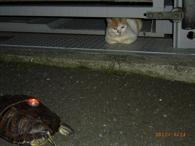 �T�o�J�����`�ʐ^�ҁi�~�h���K���̎ʐ^�j�`�Ȃ�j�v���g�o