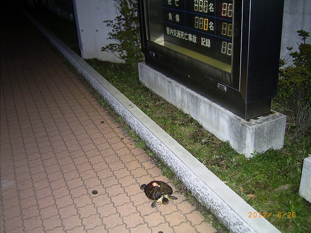 �T�o�J�����`�ʐ^�ҁi�~�h���K���̎ʐ^�j�`�Ȃ�j�v���g�o