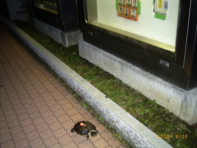 �T�o�J�����`�ʐ^�ҁi�~�h���K���̎ʐ^�j�`�Ȃ�j�v���g�o