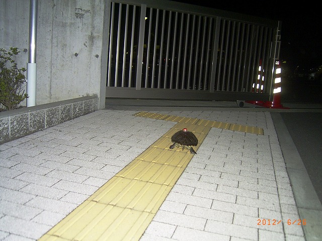 �T�o�J�����`�ʐ^�ҁi�~�h���K���̎ʐ^�j�`�Ȃ�j�v���g�o