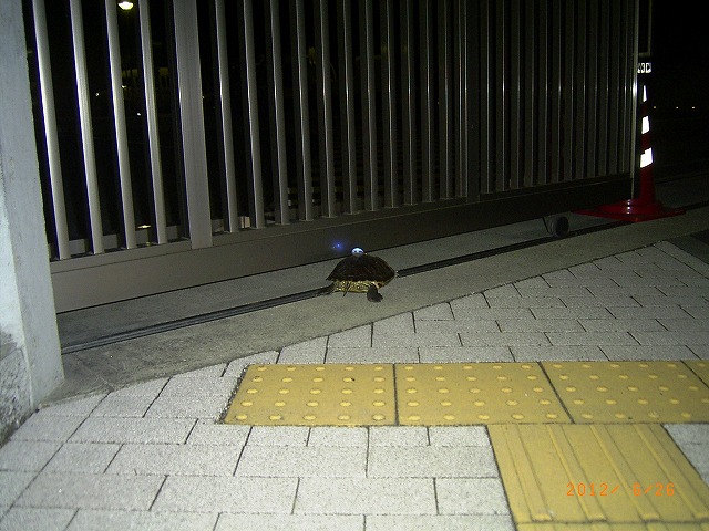 �T�o�J�����`�ʐ^�ҁi�~�h���K���̎ʐ^�j�`�Ȃ�j�v���g�o