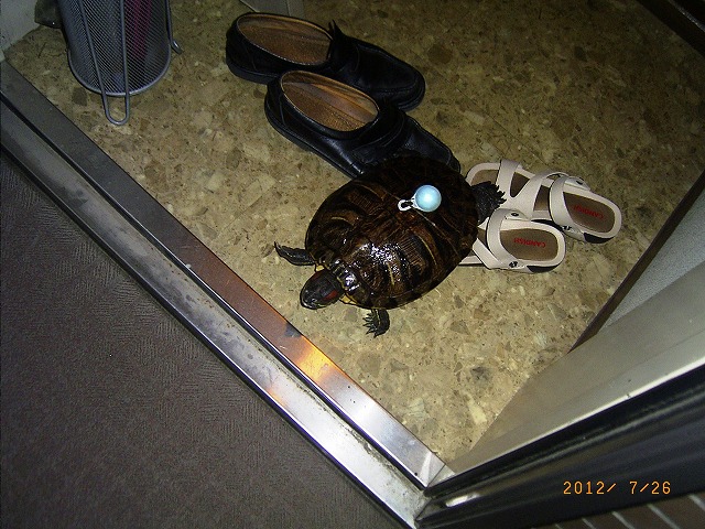 �T�o�J�����`�ʐ^�ҁi�~�h���K���̎ʐ^�j�`�Ȃ�j�v���g�o