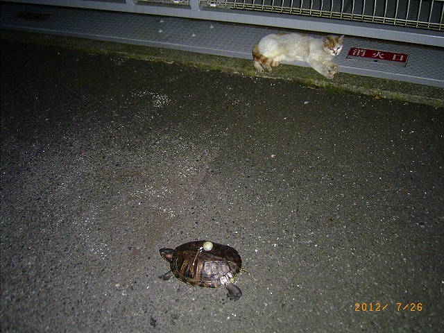 �T�o�J�����`�ʐ^�ҁi�~�h���K���̎ʐ^�j�`�Ȃ�j�v���g�o