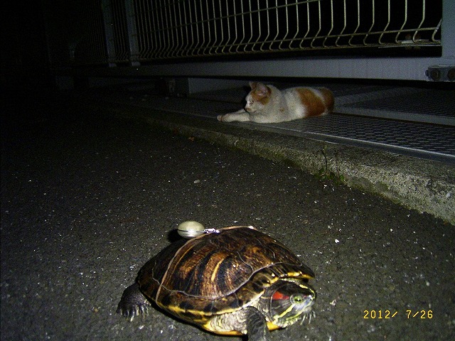 �T�o�J�����`�ʐ^�ҁi�~�h���K���̎ʐ^�j�`�Ȃ�j�v���g�o