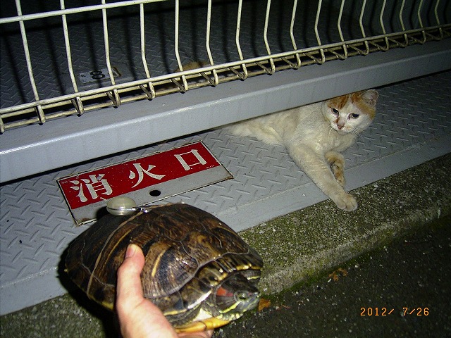 �T�o�J�����`�ʐ^�ҁi�~�h���K���̎ʐ^�j�`�Ȃ�j�v���g�o