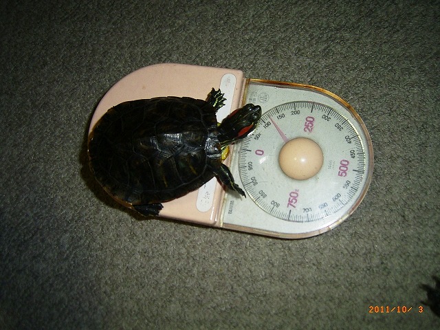 �T�o�J�����`�ʐ^�ҁi�~�h���K���̎ʐ^�j�`�Ȃ�j�v���g�o