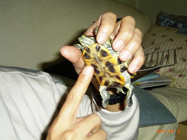 �T�o�J�����`�ʐ^�ҁi�~�h���K���̎ʐ^�j�`�Ȃ�j�v���g�o