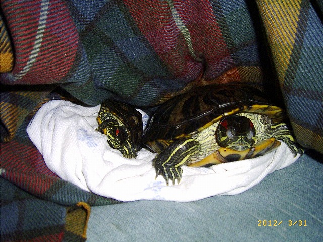 �T�o�J�����`�ʐ^�ҁi�~�h���K���̎ʐ^�j�`�Ȃ�j�v���g�o