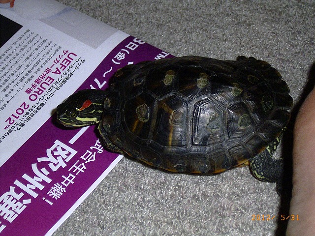 �T�o�J�����`�ʐ^�ҁi�~�h���K���̎ʐ^�j�`�Ȃ�j�v���g�o