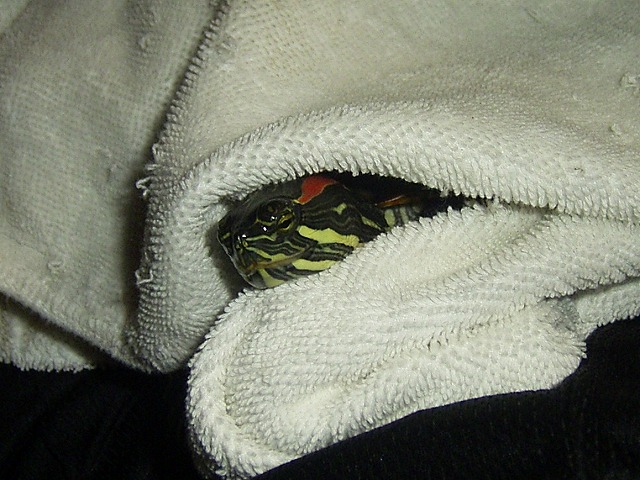 �T�o�J�����`�ʐ^�ҁi�~�h���K���̎ʐ^�j�`�Ȃ�j�v���g�o