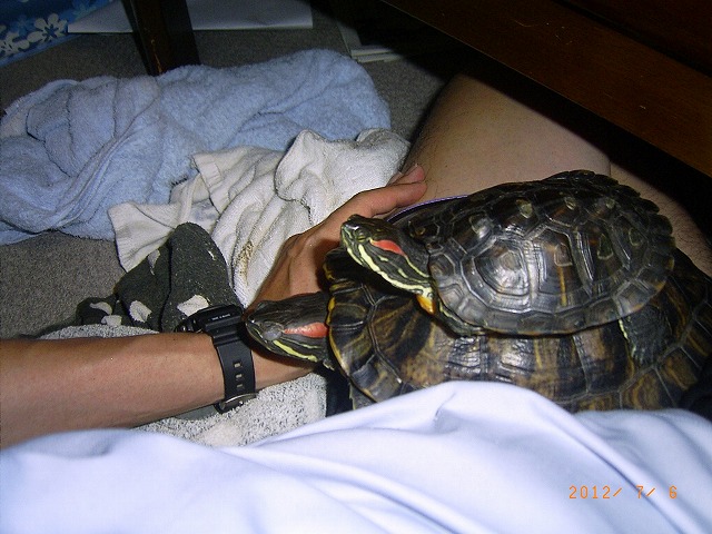 �T�o�J�����`�ʐ^�ҁi�~�h���K���̎ʐ^�j�`�Ȃ�j�v���g�o