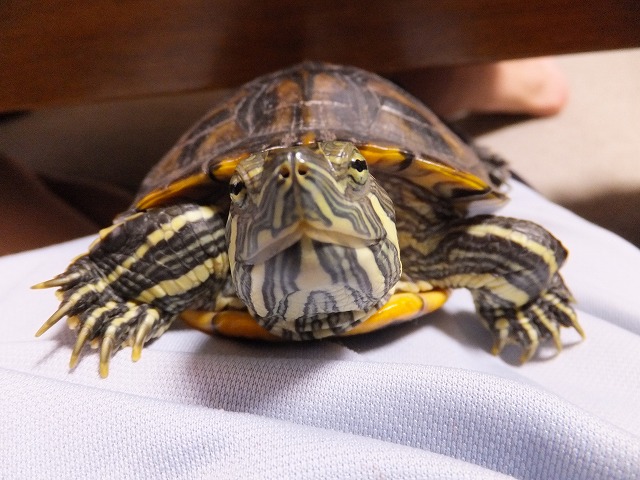 �T�o�J�����`�ʐ^�ҁi�~�h���K���̎ʐ^�j�`�Ȃ�j�v���g�o