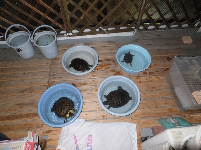 �T�o�J�����`�ʐ^�ҁi�~�h���K���̎ʐ^�j�`�Ȃ�j�v���g�o