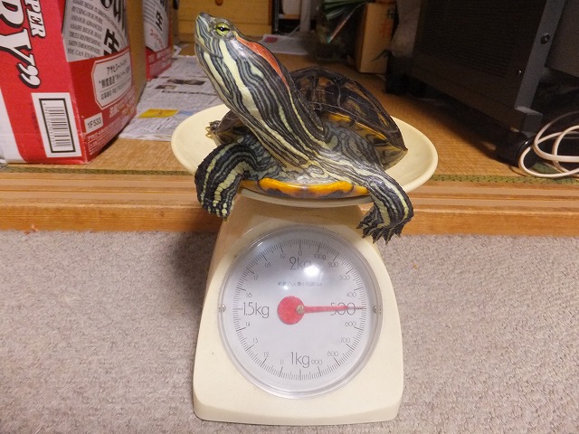 �T�o�J�����`�ʐ^�ҁi�~�h���K���̎ʐ^�j�`�Ȃ�j�v���g�o