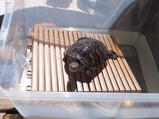 �T�o�J�����`�ʐ^�ҁi�~�h���K���̎ʐ^�j�`�Ȃ�j�v���g�o