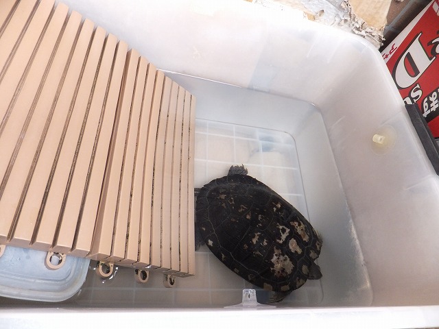 �T�o�J�����`�ʐ^�ҁi�~�h���K���̎ʐ^�j�`�Ȃ�j�v���g�o