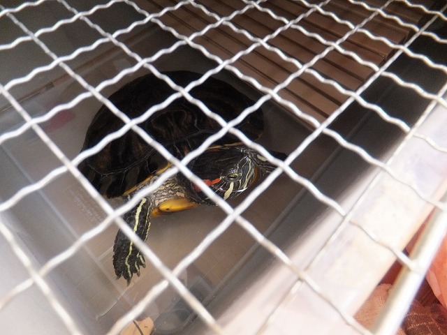 �T�o�J�����`�ʐ^�ҁi�~�h���K���̎ʐ^�j�`�Ȃ�j�v���g�o