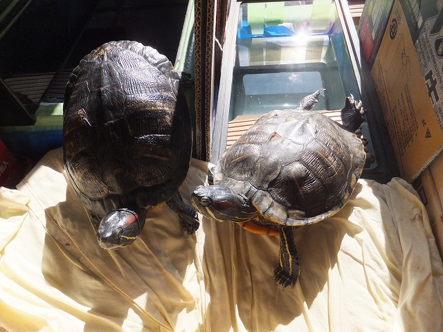 �T�o�J�����`�ʐ^�ҁi�~�h���K���̎ʐ^�j�`�Ȃ�j�v���g�o