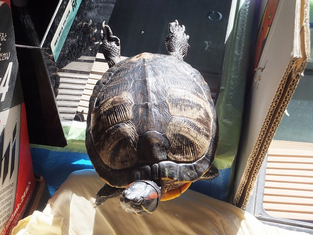 �T�o�J�����`�ʐ^�ҁi�~�h���K���̎ʐ^�j�`�Ȃ�j�v���g�o