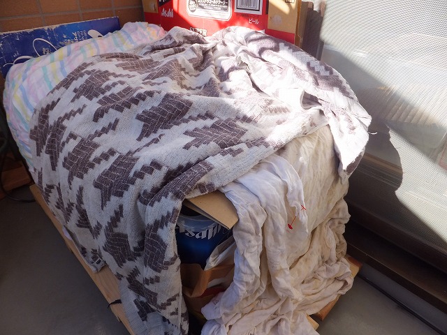 �T�o�J�����`�ʐ^�ҁi�~�h���K���̎ʐ^�j�`�Ȃ�j�v���g�o