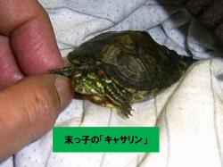 �N���b�N����Ƒ傫���摜�����邱�Ƃ��ł��܂��B