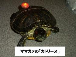 �N���b�N����Ƒ傫���摜�����邱�Ƃ��ł��܂��B