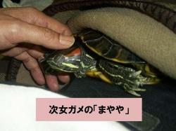 �N���b�N����Ƒ傫���摜�����邱�Ƃ��ł��܂��B